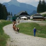 arrivée des vaches à Agy page de couverture