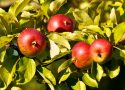 Reife Äpfel am Baum