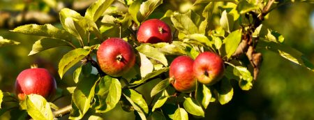 Reife Äpfel am Baum